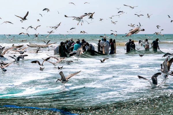 Salalah sahilinden sardalya yakalayan balıkçılar. Büyük bir ağ dolusu sardalya. Martılar etrafta uçar. Selam, Umman. Arap Yarımadası. 