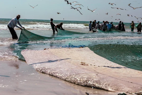 Salalah sahilinden sardalya yakalayan balıkçılar. Büyük bir ağ dolusu sardalya. Martılar etrafta uçar. Selam, Umman. Arap Yarımadası. 