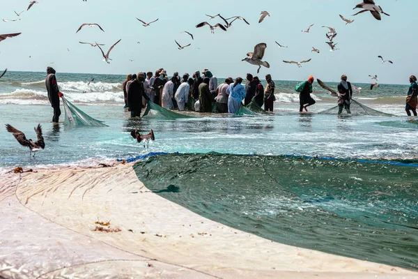 Salalah Sahilinden Sardalya Yakalayan Balıkçılar Büyük Bir Dolusu Sardalya Martılar — Stok fotoğraf