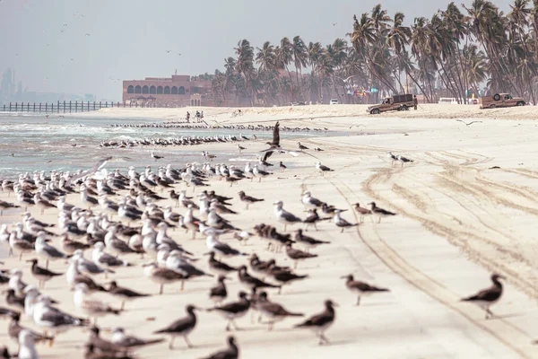 Salalah sahilinden sardalya yakalayan balıkçılar. Büyük bir ağ dolusu sardalya. Martılar etrafta uçar. Selam, Umman. Arap Yarımadası. 