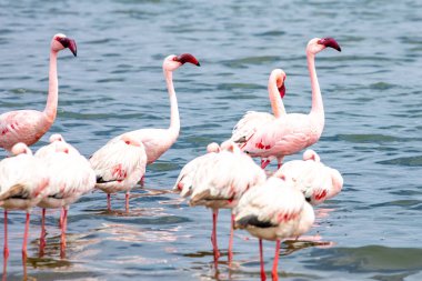 Namibya flamingoları. Walvis Körfezi yakınlarındaki Pembe Flamingo kuşları grubu, Namibya 'nın Atlantik Sahili. İskelet Sahili. Afrika. 