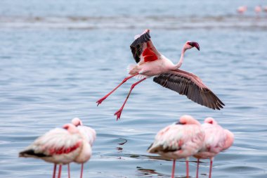 Namibya flamingoları. Walvis Körfezi yakınlarındaki Pembe Flamingo kuşları grubu, Namibya 'nın Atlantik Sahili. İskelet Sahili. Afrika. 