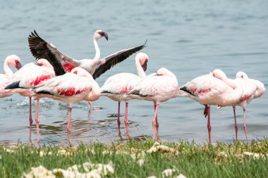 Namibya flamingoları. Walvis Körfezi yakınlarındaki Pembe Flamingo kuşları grubu, Namibya 'nın Atlantik Sahili. İskelet Sahili. Afrika. 