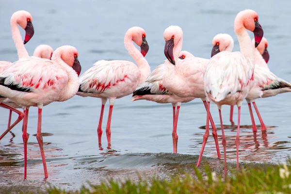 Namibia Flamingos Gruppe Rosafarbener Flamingos Der Nähe Der Walvisbucht Der — Stockfoto