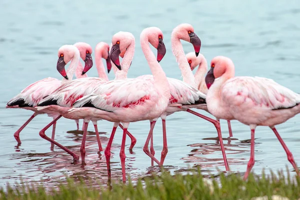 Namibia Flamingos. Group of Pink Flamingos Birds near Walvis Bay, the Atlantic Coast of Namibia. Skeleton Coast. Africa.