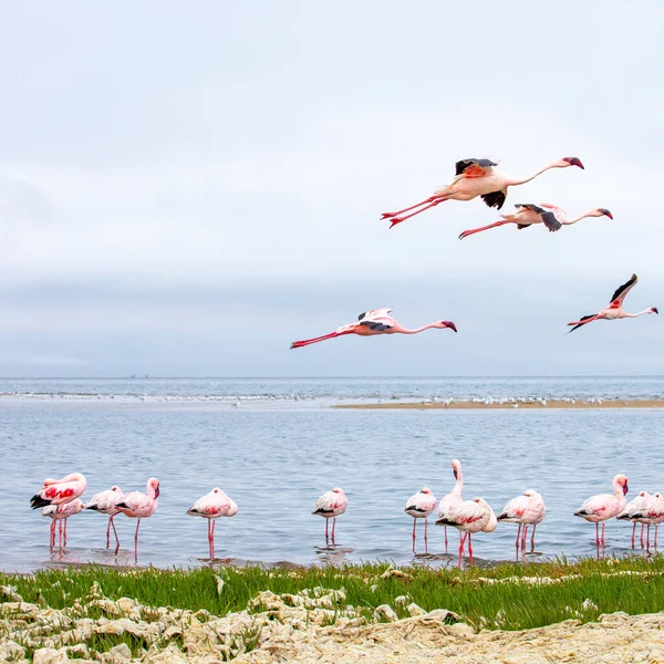 纳米比亚Flamingos 纳米比亚大西洋海岸沃尔维斯湾附近的粉红火烈鸟群 骷髅海岸 — 图库照片
