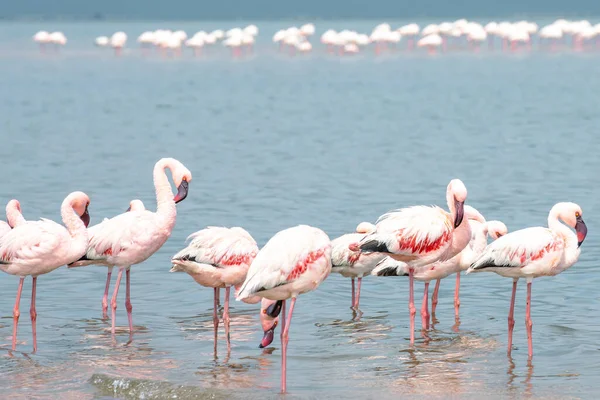 Namibia Flamingos Group Pink Flamingos Birds Walvis Bay Atlantic Coast — Stock Photo, Image
