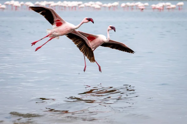 Namibia Flamingos Gruppo Uccelli Fenicotteri Rosa Vicino Walvis Bay Sulla — Foto Stock