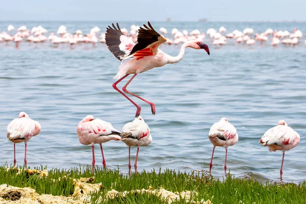 Namibia Flamingos. Group of Pink Flamingos Birds near Walvis Bay, the Atlantic Coast of Namibia. Skeleton Coast. Africa.