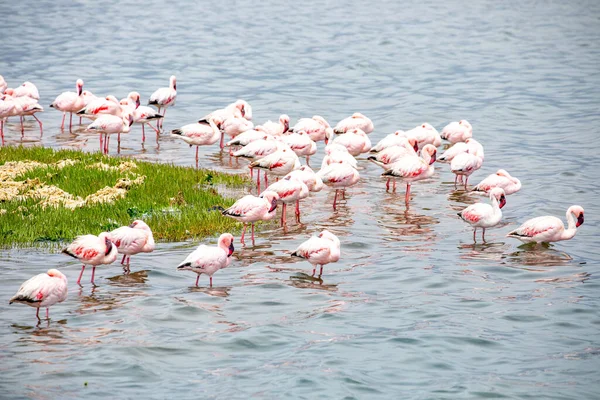 纳米比亚Flamingos 纳米比亚大西洋海岸沃尔维斯湾附近的粉红火烈鸟群 骷髅海岸 — 图库照片
