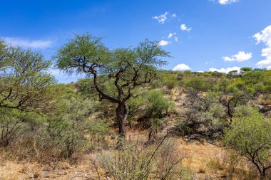 Namibya 'nın doğası. Namibya 'da farklı ağaç ve çalılıklar bulunur. Sadece sert çöl ikliminde bulunan türler. Namibya. Afrika.