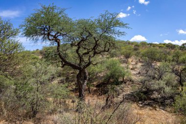 Namibya 'nın doğası. Namibya 'da farklı ağaç ve çalılıklar bulunur. Sadece sert çöl ikliminde bulunan türler. Namibya. Afrika.
