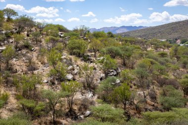 Namibya 'nın doğası. Namibya 'da farklı ağaç ve çalılıklar bulunur. Sadece sert çöl ikliminde bulunan türler. Namibya. Afrika.