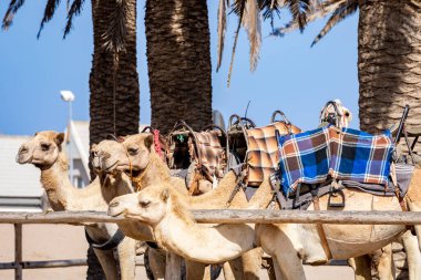Namibya 'daki Namib Çölü' nde Deve Sürüşü. Swakopmund 'un popüler turistik ilgi odağı. Namibya. Afrika.