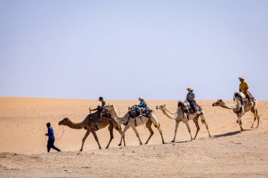 Namibya 'daki Namib Çölü' nde Deve Sürüşü. Swakopmund 'un popüler turistik ilgi odağı. Namibya. Afrika.