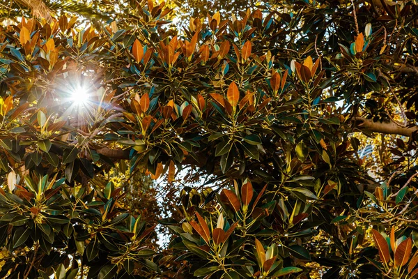 Solstrålar Passerar Genom Trädens Blad Ficus Benghalensis Windhoek Namibia — Stockfoto