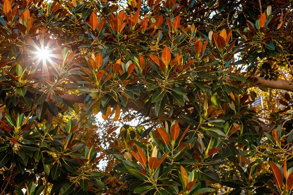 Sunrays Passing Tree Leaves Ficus Benghalensis Windhoek Namibia — Stock Photo, Image