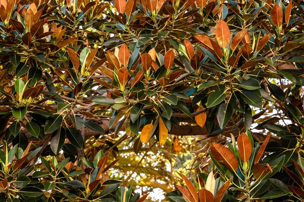 Raggi Del Sole Che Passano Attraverso Foglie Degli Alberi Ficus — Foto Stock