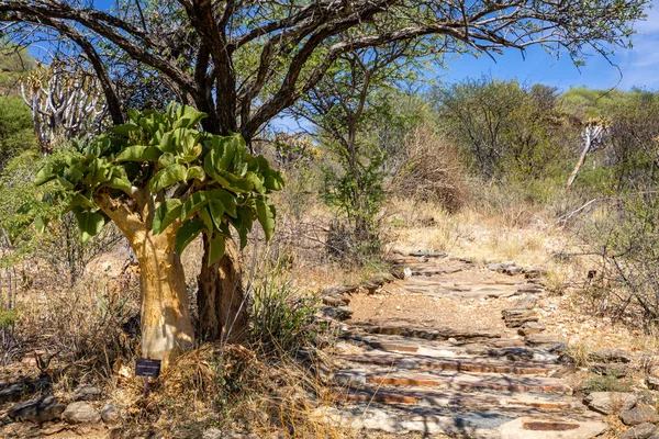 Namibya Nın Doğası Namibya Farklı Ağaç Çalılıklar Bulunur Sadece Sert — Stok fotoğraf