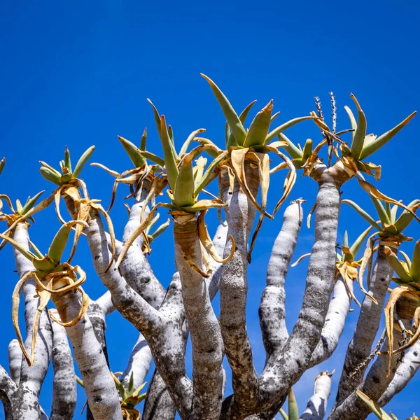 ナミビアの自然 ナミビアで見られるさまざまな種類の木や低木 厳しい砂漠の気候でのみ見られる種 ナミビア アフリカ — ストック写真
