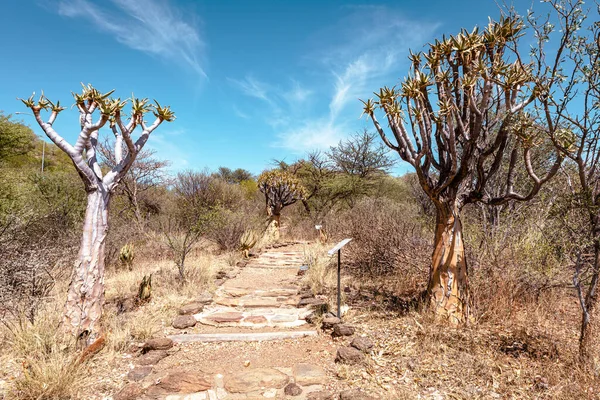 纳米比亚的性质 在纳米比亚发现的不同类型的树和灌木 仅在严酷的沙漠气候中发现的物种 纳米比亚 — 图库照片