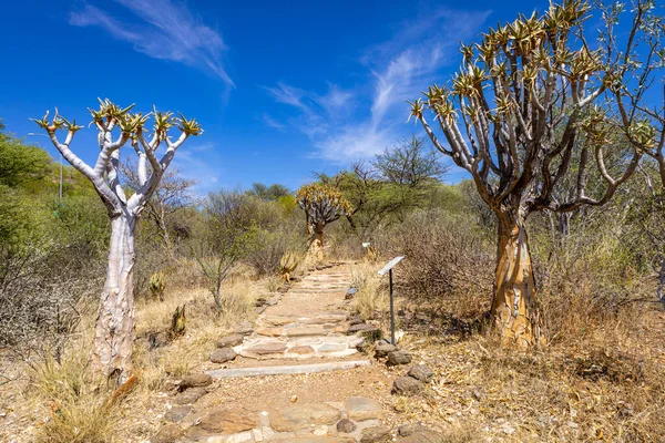 Naturaleza Namibia Diferentes Tipos Árboles Arbustos Encontrados Namibia Especie Que — Foto de Stock