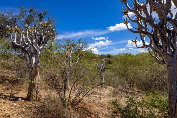 Natura Della Namibia Diversi Tipi Alberi Arbusti Trovati Namibia Specie — Foto Stock