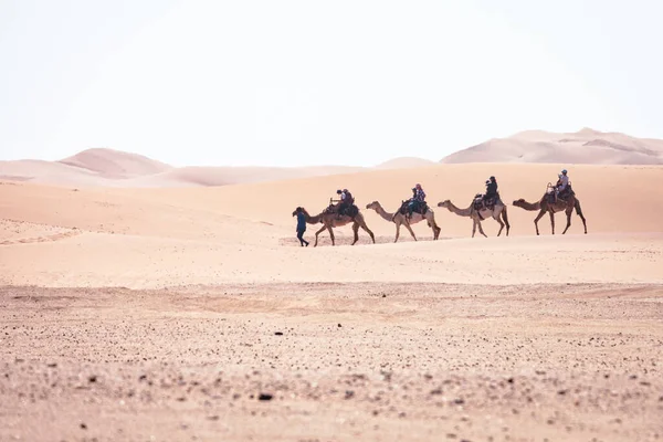Camel Rides Namib Desert Namibia Popular Tourist Attraction Swakopmund Namibia — Stock Photo, Image