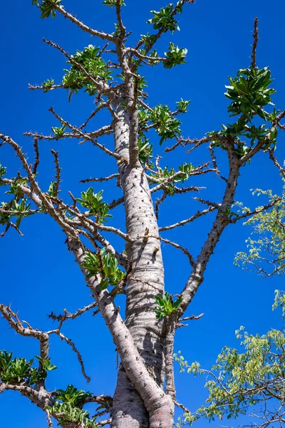 Φύση Της Ναμίμπια Διαφορετικοί Τύποι Δέντρων Και Θάμνων Βρίσκονται Στη Φωτογραφία Αρχείου