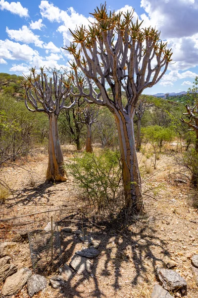 Природа Намібії Різні Види Дерев Кущів Знайдених Намібії Вид Зустрічається Стокова Картинка