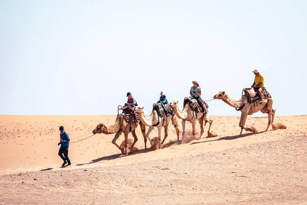 Верблюд Їде Пустелі Наміб Намібії Популярна Туристична Пам Ятка Свакопмунді Стокове Фото