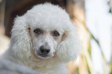 Young white poodle dog portrait on natural light background.