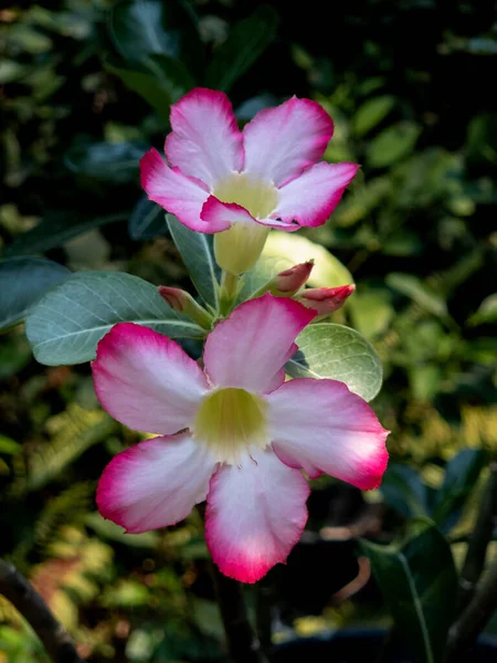 Růžové Adenium Obesum Květiny Přirozeném Světle Pozadí — Stock fotografie