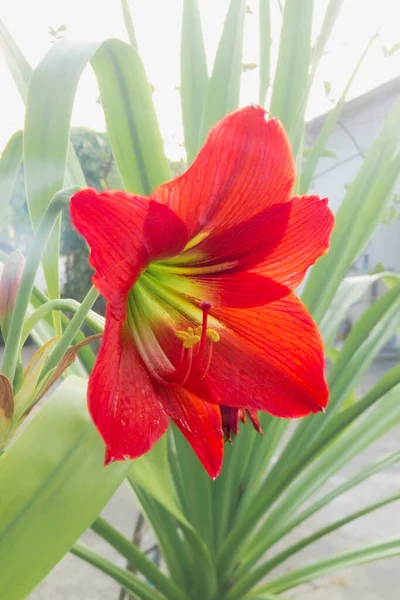 Хіппеаструм Червона Квітка Фоні Природного Світла — стокове фото