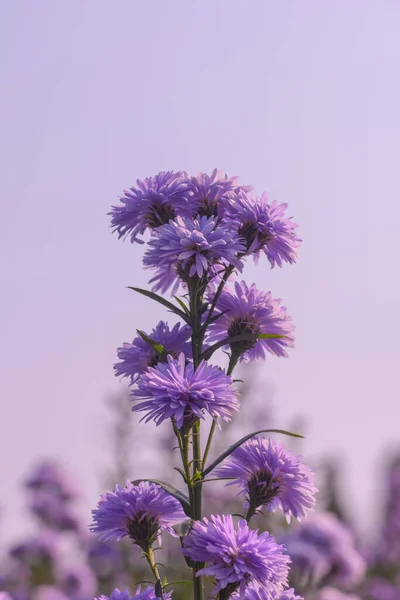 Ramo Flor Aster Púrpura Sobre Fondo Luz Del Sol Mañana —  Fotos de Stock