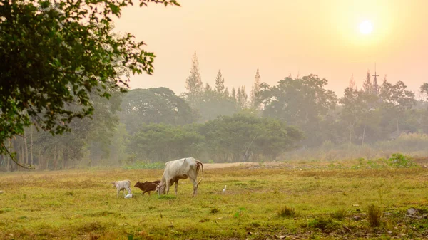 Vacas Pastando Campo Nebuloso Luz Solar Matinal — Fotografia de Stock