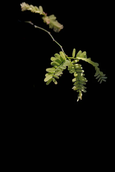 新鮮な若いタマリンドの葉は黒い背景に隔離されています — ストック写真