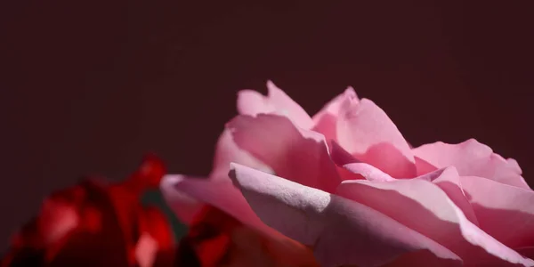 Rosa Rose Blume Aus Nächster Nähe Auf Natürlichem Licht Hintergrund — Stockfoto