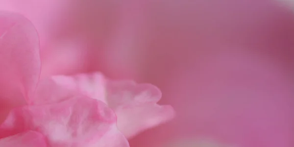 Rosa Rose Blume Aus Nächster Nähe Auf Natürlichem Licht Hintergrund — Stockfoto