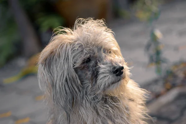 汚い若い茶色の混合品種犬に対する自然光の背景 — ストック写真