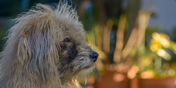 汚い若い茶色の混合品種犬に対する自然光の背景 — ストック写真
