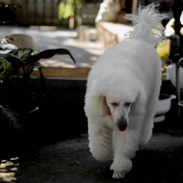 Young White Poodle Dog Portrait Natural Light Background —  Fotos de Stock