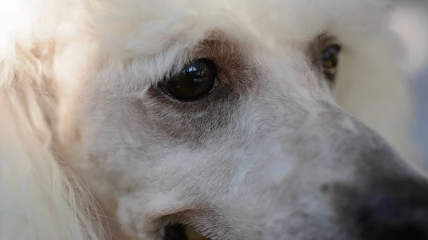 Young White Poodle Dog Portrait Natural Light Background — ストック写真
