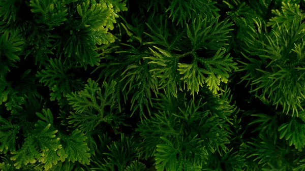 自然の景色新鮮な緑のシダの葉 ウェブサイトやマーケティング素材のための熱帯風景の背景 — ストック写真