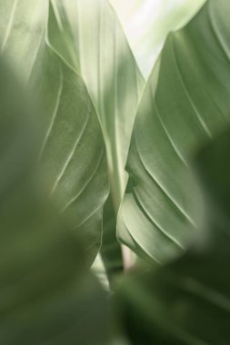 Arkaplan için yakın tropikal yeşil yaprak dokusu.