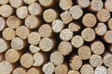 Bambu şiş şiş desenini kapatın. Makro fotoğrafçılık.