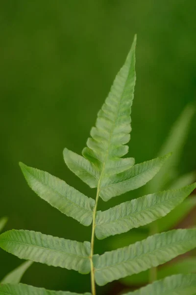 Liść Paproci Zbliżeniowej Naturalnym Zielonym Tle — Zdjęcie stockowe