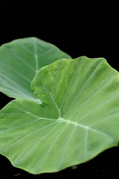 Крупный План Текстуры Тропического Зеленого Листа Фона — стоковое фото
