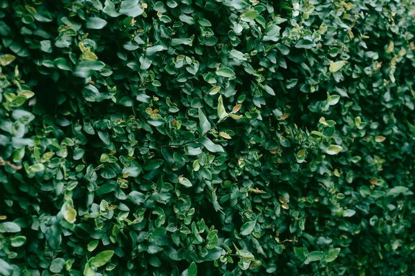 Вид Природу Зеленые Листья Фикус Пумила Ползут Стене — стоковое фото