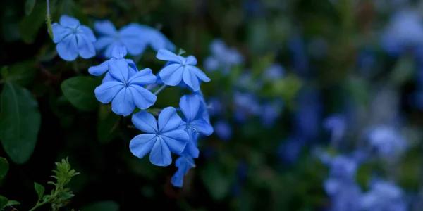 Schöne Cape Leadwort Blumen Auf Natürlichen Verschwommenen Hintergrund — Stockfoto